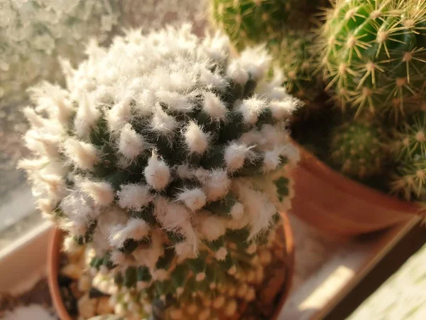 Kaktüs (Gymno, Gymnocalycium) ve kaktüs bahçesindeki kaktüs çiçekleri ev veya çiçekçide dekoratif için çok sayıda boyut ve renk kullanılır.