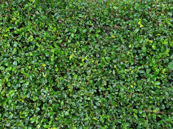 Sfondo Verde Colore Verde Della Natura Pianta Foglia Ambiente Concetto — Foto Stock