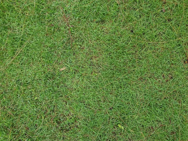 Grüner Hintergrund Grüne Farbe Der Natur Pflanze Und Blatt Umwelt — Stockfoto