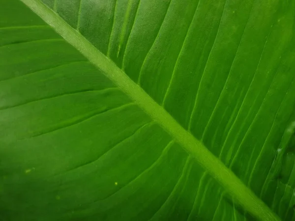 Fundo Vegetação Cor Verde Natureza Planta Folha Conceito Vegetação Ambiente — Fotografia de Stock