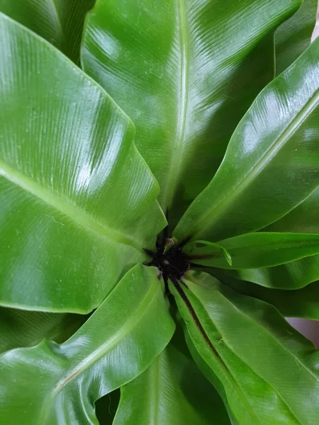 Fundo Vegetação Cor Verde Natureza Planta Folha Conceito Vegetação Ambiente — Fotografia de Stock