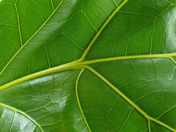 Sfondo Verde Colore Verde Della Natura Pianta Foglia Ambiente Concetto — Foto Stock