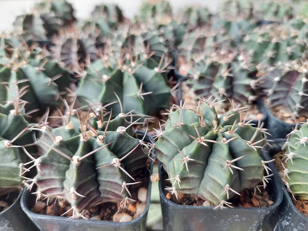 Kaktüs (Gymno, Gymnocalycium) ve kaktüs bahçesindeki kaktüs çiçekleri ev veya çiçekçide dekoratif için çok sayıda boyut ve renk kullanılır.