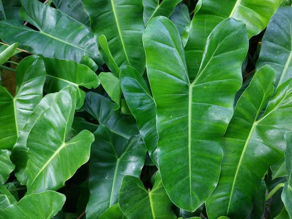 Yeşillik arkaplan, yeşillik doğa yeşili bitki ve yaprak çevre konsepti