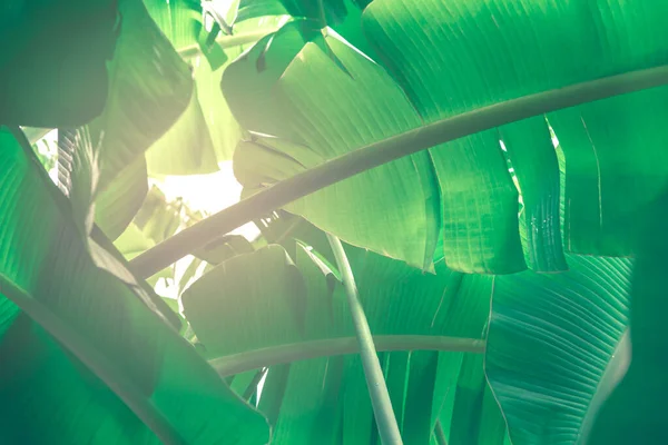 Yeşillik arkaplan, doğal bitki ve yaprak çevrenin yeşil rengi yeşillik kavramı (muz)