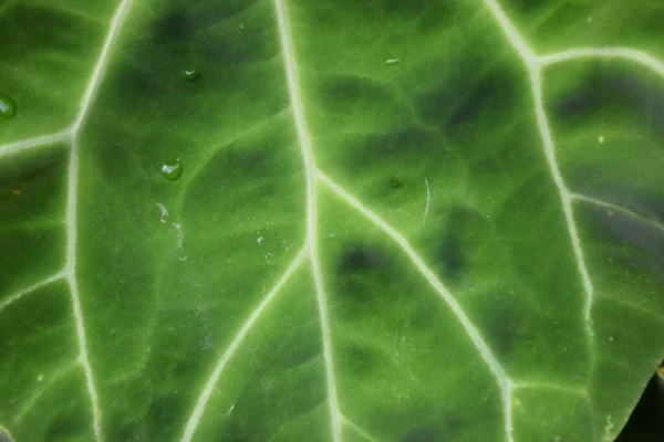 Fundo Vegetação Cor Verde Natureza Planta Folha Conceito Vegetação Ambiente — Fotografia de Stock