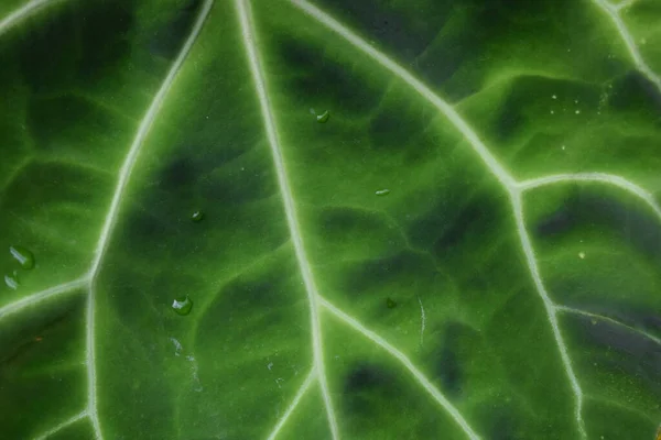 Fundo Vegetação Cor Verde Natureza Planta Folha Conceito Vegetação Ambiente — Fotografia de Stock