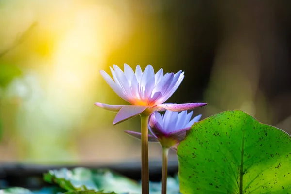 热带睡莲或睡莲 Nouchali 白色和紫色的颜色 自然美丽的花朵在花园里 — 图库照片