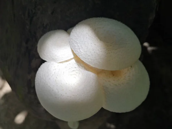 Forest mushrooms is a mushrooms in forest or woodland and on ground or tree in a garden