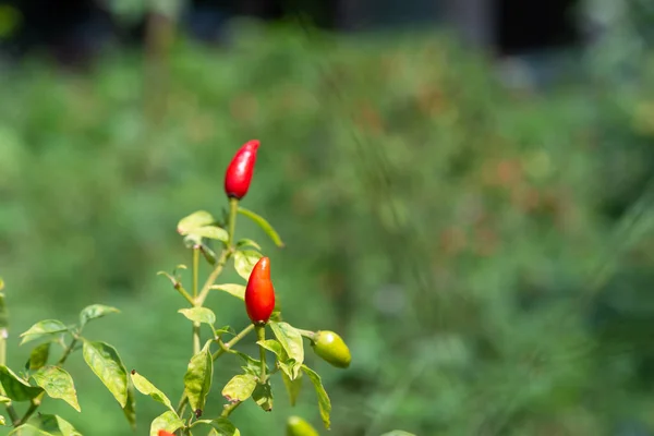 Chilli Перец Красный Зеленый Чили Сельскохозяйственном Садоводстве Является Растительное Использование — стоковое фото