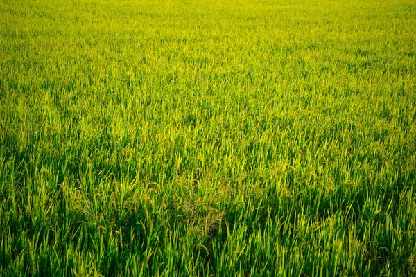 Natur Des Reisfeldes Auf Reisfeldern Grüne Farbe Üppiger Anbau Ist — Stockfoto