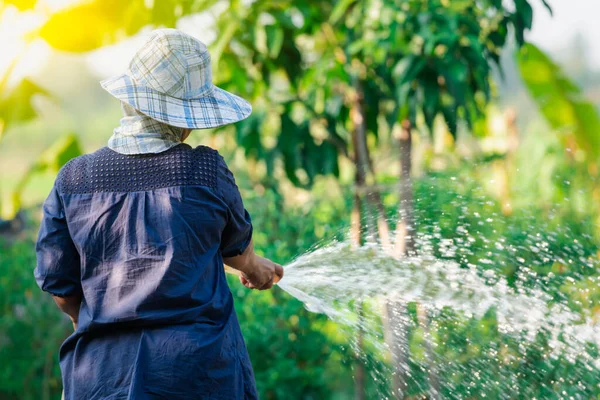 Aziatische Vrouw Tuinman Water Geven Van Het Gazon Planten Bomen Rechtenvrije Stockfoto's