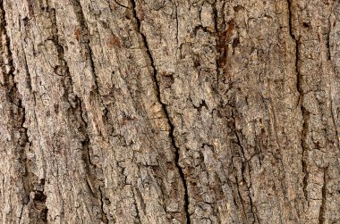 Bir resim ağacı kabuğu ayrıntılı dokusu ile eski ve arkaplan ve arkaplan için çok pürüzlü.