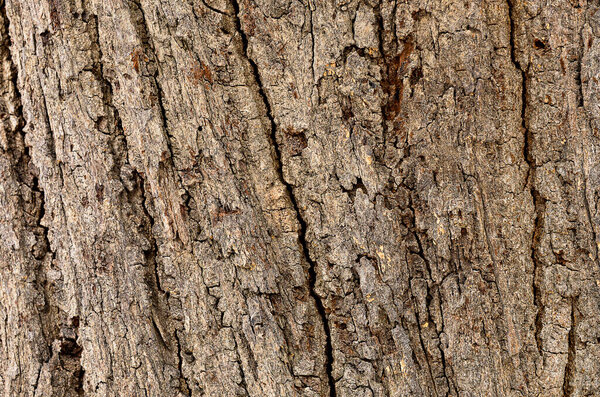 An image tree skin bark old with detail texture and very rough for background and backdrop.