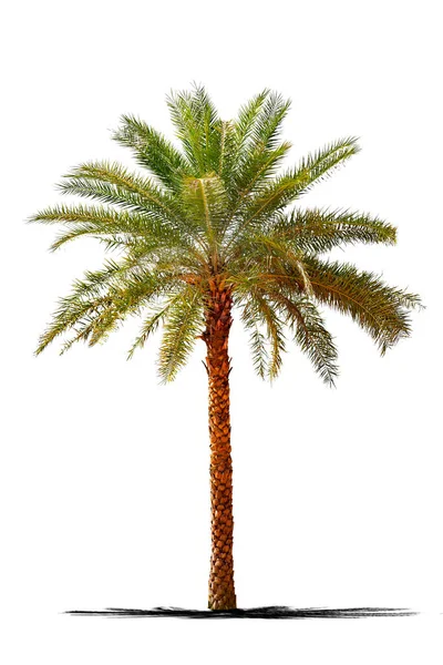 Een Beeld Geïsoleerd Beeld Van Palmbomen Kokosnoot Een Groen Blad — Stockfoto
