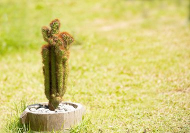 Yeşil çimenlikteki bir tencerede bulunan kaktüsün resmi, ev parkının dışındaki malzemeler için kuru iklimlerde yetişen ve fotokopi alanı olan bir bitkidir..