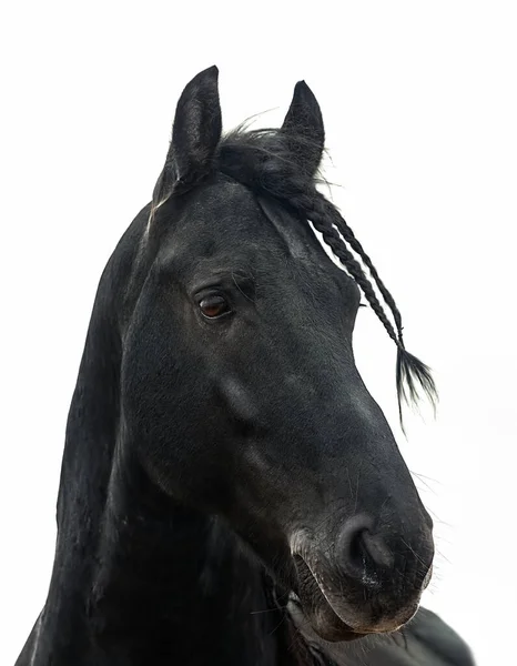 Portrait of a black friesian horse on a white background — Stock Photo, Image