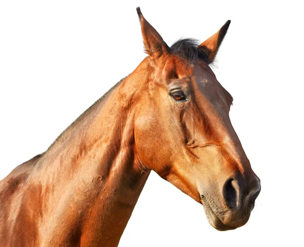 Retrato de um cavalo castanho claro em perfil sobre um fundo branco — Fotografia de Stock