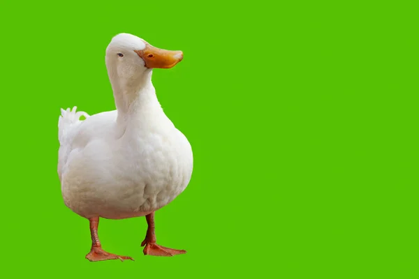 Large white duck looks at the camera with its head tilted — Stock Photo, Image