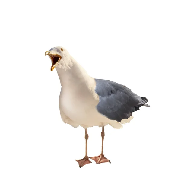 Live wild seagull in full growth with open beak on a white background — Stock Photo, Image