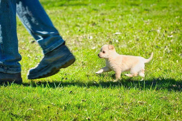 Pequeño cachorro sigue los pies de los propietarios en la hierba verde — Foto de Stock