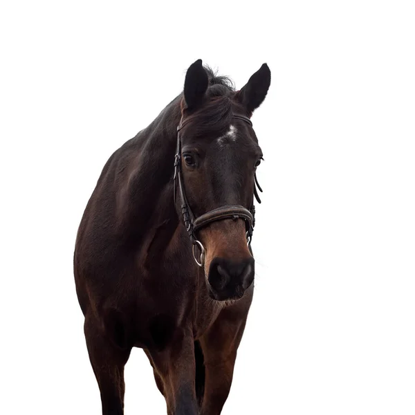 Porträt eines dunkelbraunen Pferdes im Zaumzeug auf weißem Hintergrund. — Stockfoto