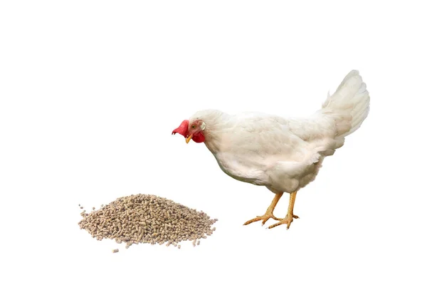 Gallina blanca con peine rojo mira alimento de pollo granulado — Foto de Stock