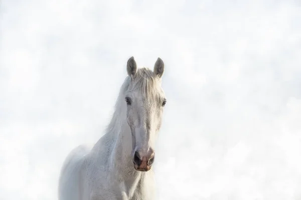 Porträt eines schönen weißen Pferdes im Nebel in hoher Tonart — Stockfoto