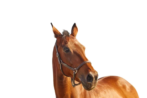 Retrato de un caballo de la bahía en un cabestro marrón de cuero sobre un fondo blanco — Foto de Stock