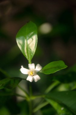 Koyu arkaplanda yeşil yaprakları olan güzel bir limon çiçeği. (Tayland)