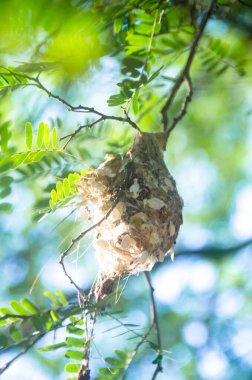 Güneş kuşu yuvayı hurda malzemelerle inşa etti. Yuva demirhindi ağacında asılı. Tayland