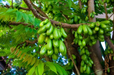 Averrhoa Bilimbi L. Küçük Ekşi Yıldız Meyvesi veya Malezya 'da İnanan Buluh Güneydoğu Asya' daki insanlar tarafından mutfak baharatı ve ekşi yemekler için lezzet arttırıcı olarak kullanılır..