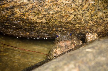 Dev nehir kurbağası (Phrynoidis juxtasper), Bufonidae familyasından bir kurbağa türüdür. Tayland 'da bulunur..