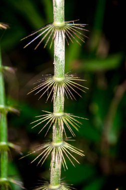 Hırçın dikenlerini ve uzun düz uzuvlarını gösteren rattan 'a yakın. Yağmur ormanları, Tayland