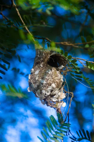 Sunbird built the nest by use scrap materials. The nest hang on tamarind tree. Thailand