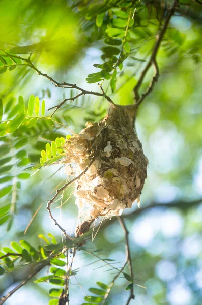 Güneş Kuşu Yuvayı Hurda Malzemelerle Inşa Etti Yuva Demirhindi Ağacında — Stok fotoğraf