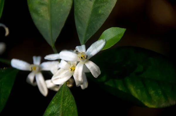 Beautiful Lemon Flower Green Leaves Dark Background Thailand — Stock Photo, Image