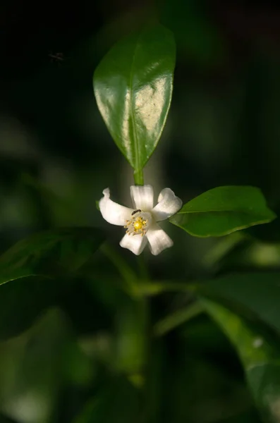 Bela Flor Limão Com Folhas Verdes Fundo Escuro Tailândia — Fotografia de Stock