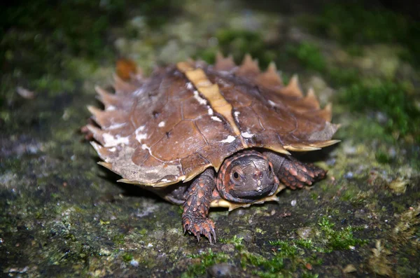 Spiny Terrapin Spiny Turtle Cogwheel Turtle Klippan Med Grön Mossa — Stockfoto