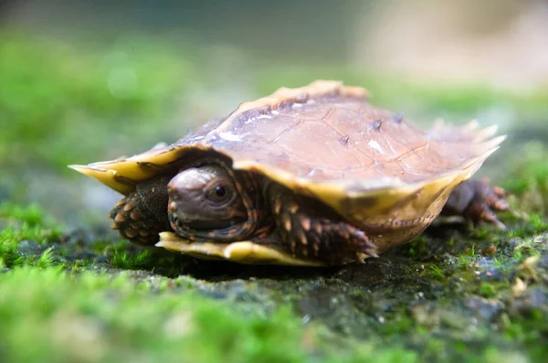 Spiny Terrapin Spiny Turtle Cogwheel Turtle Skále Zeleným Mechem Divokost — Stock fotografie