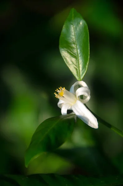 Piękny Kwiat Cytryny Zielonymi Liśćmi Ciemnym Tle Tajlandia — Zdjęcie stockowe