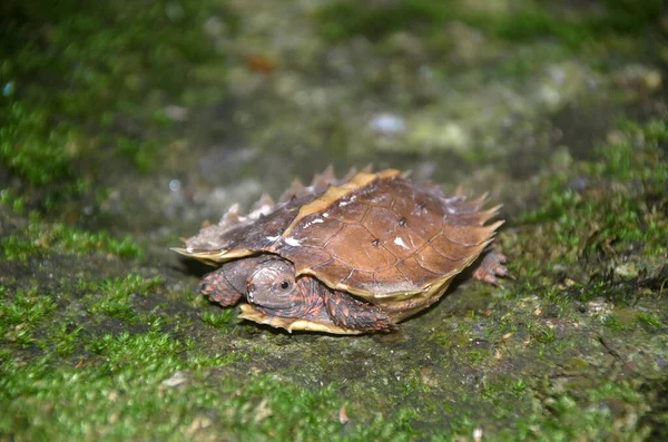 Terrapín Espinoso Tortuga Espinosa Tortuga Cogwheel Roca Con Musgo Verde — Foto de Stock