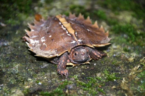 Spiny Terrapin Spiny Turtle Cogwheel Turtle Bebatuan Dengan Lumut Hijau — Stok Foto