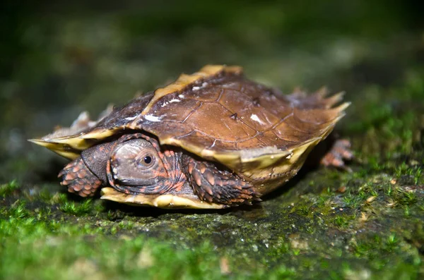 Spiny Terrapin Spiny Turtle Cogwheel Turtle Rots Met Groen Mos — Stockfoto