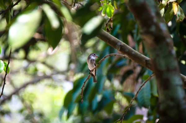 Asian Brown Flycatcher Nieopisany Mały Ptaszek Brązowymi Cholewkami Białymi Podeszwami — Zdjęcie stockowe