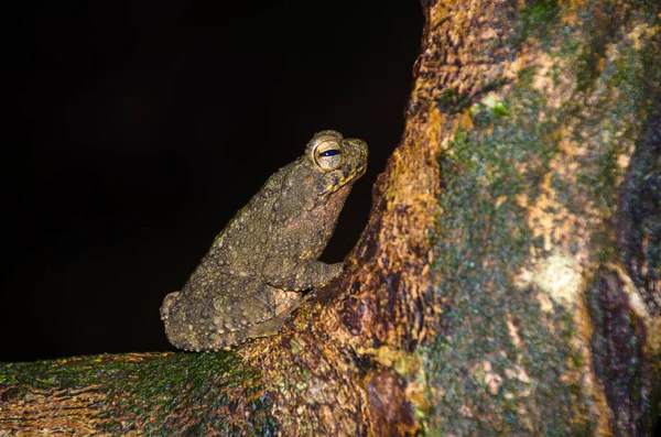 Obří Říční Ropucha Phrynoidis Juxtasper Druh Ropuchy Čeledi Bufonidae Nachází — Stock fotografie