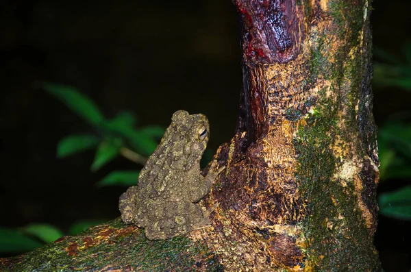 Obří Říční Ropucha Phrynoidis Juxtasper Druh Ropuchy Čeledi Bufonidae Nachází — Stock fotografie