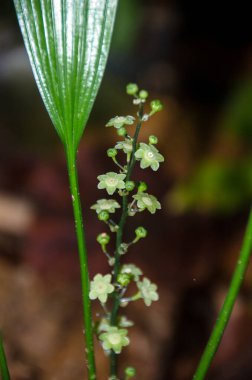 Doğada çiçek, bitkisel ilaç turşusu, yağmur ormanı, Tayland