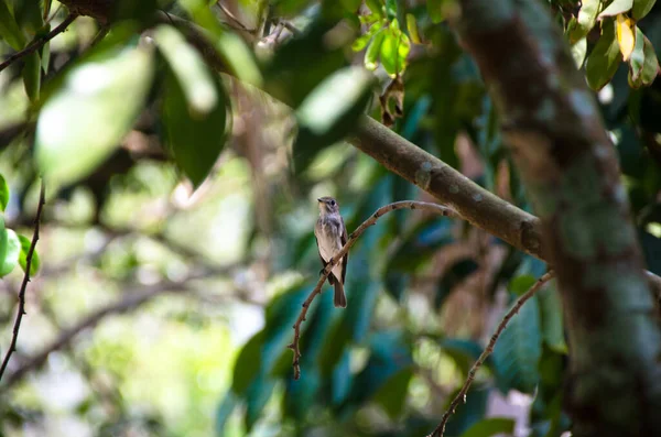 Der Asiatische Braune Fliegenschnäpper Ist Ein Unscheinbarer Kleiner Vogel Mit — Stockfoto