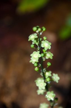Doğada çiçek, bitkisel ilaç turşusu, yağmur ormanı, Tayland